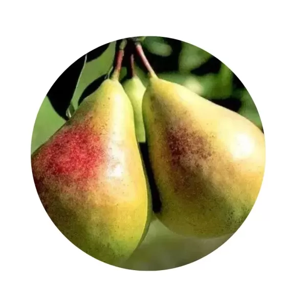 Груша "Вікторія" (солодкий смак, осінній сорт)