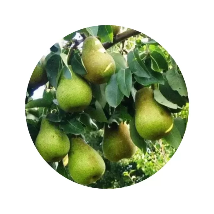 Груша "Вижниця" (кремова м’якоть, осінній сорт)