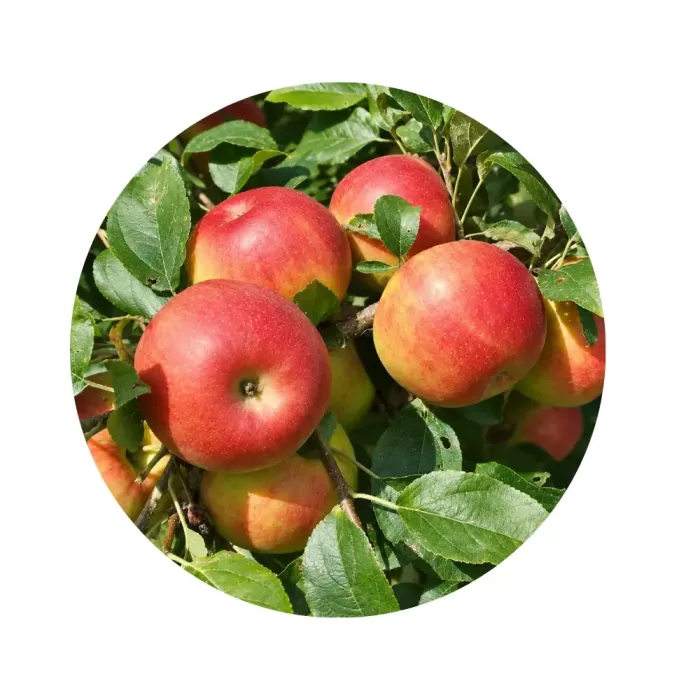 Яблуня "Хані Крісп" (Honey Crisp) (жовто-кремова медова хрустка м’якоть, осінньо-зимовий карликовий сорт) Яблуня "Хані Крісп" (Honey Crisp) (жовто-кремова медова хрустка м’якоть, осінньо-зимовий карликовий сорт)