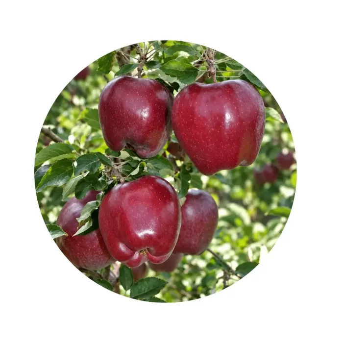 Яблуня "Кінг Роат Ред Делішес" (King Roat Red Delicious) (кремово-біла солодка щільна м’якоть, зимовий карликовий сорт)