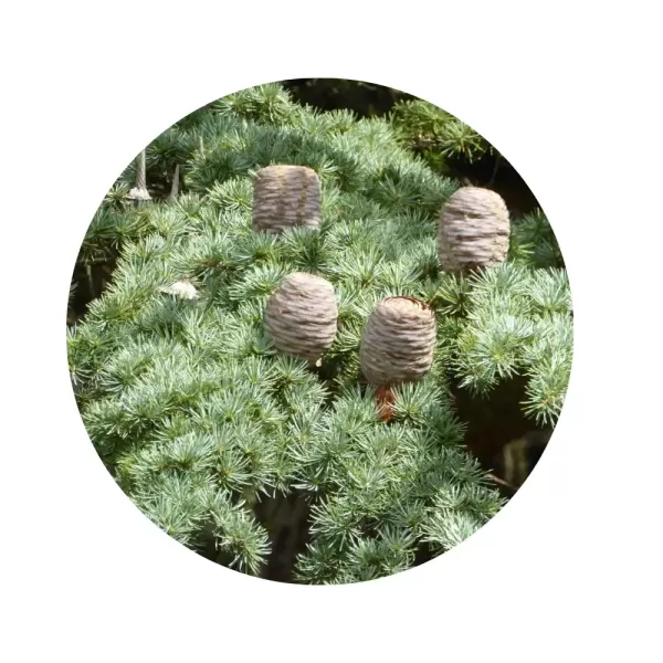 Кедр атласький (Cedrus atlantica)
