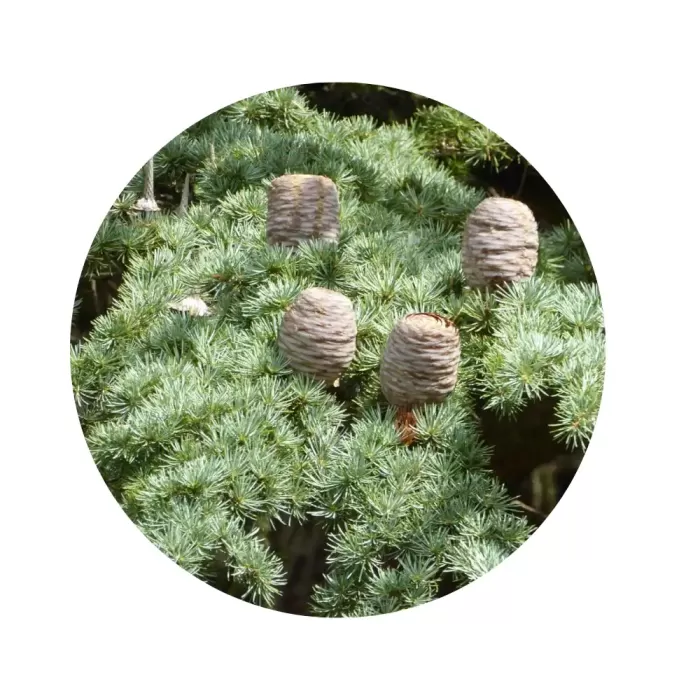 Кедр атласький (Cedrus atlantica)