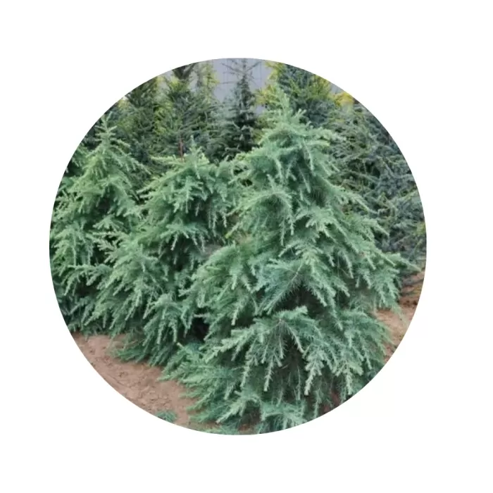 Кедр гімалайський (Cedrus deodara)