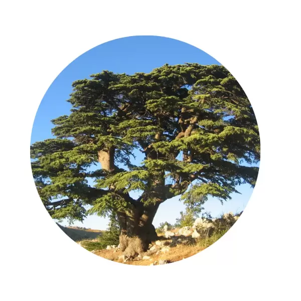 Кедр ліванський (Cedrus libani)