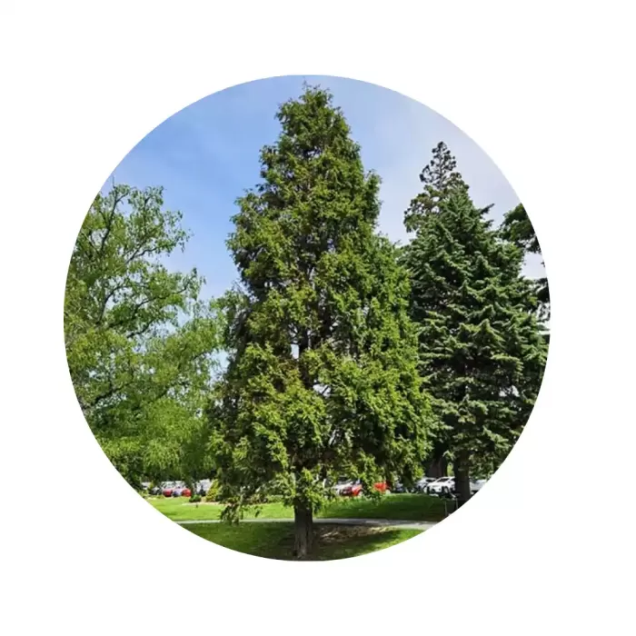 Кипарис гімалайський (Cupressus torulosa)