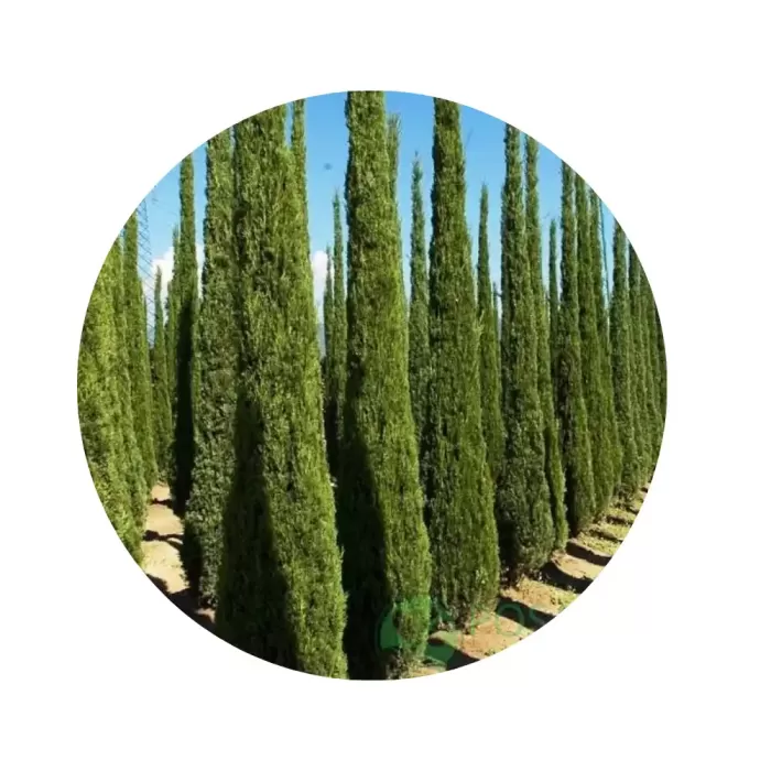 Кипарис італійський «Toscana» (Cupressus sempervirens ‘Toscana’)