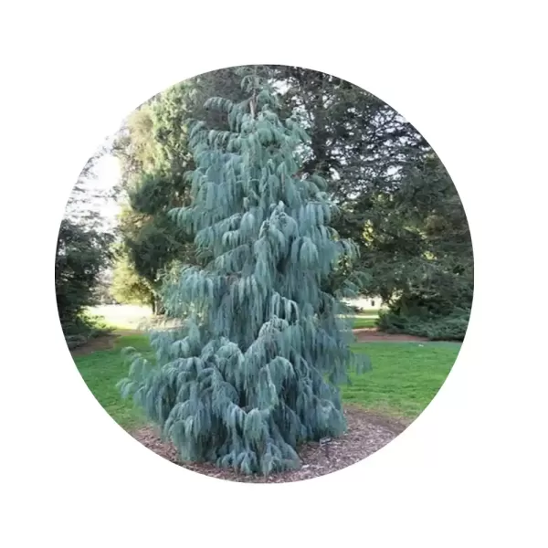 Кипарис кашмірський (Cupressus cashmeriana)