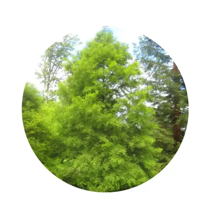 Таксодіум дворядний / Болотний кипарис (Taxodium distichum)