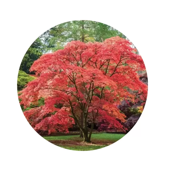 Клен "Гіннала" (Acer Ginnala)