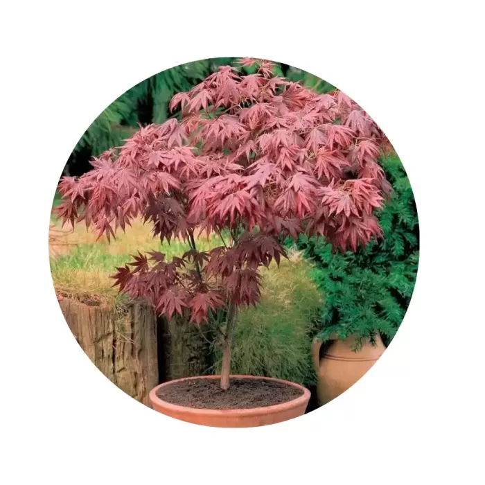 Клен японський "Атропурпуреум" (Acer palmatum Atropurpureum)