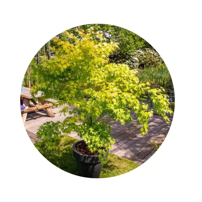 Клен японський зелений (Acer palmatum Skadi)