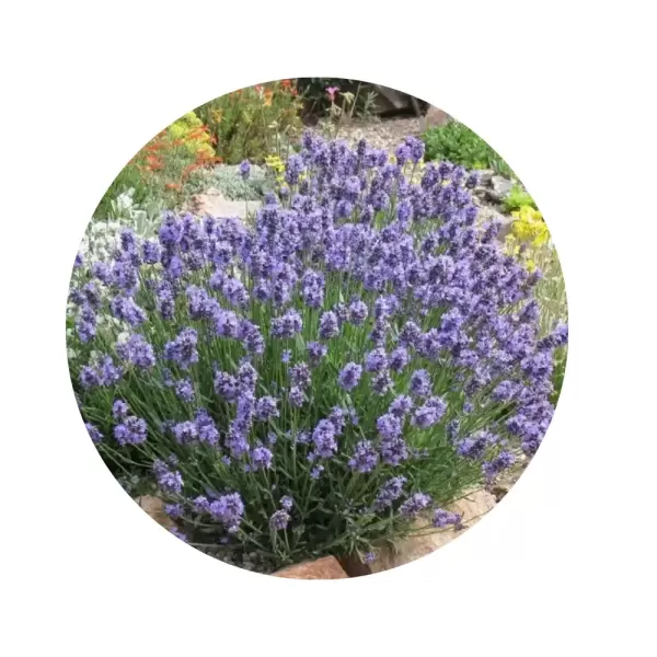 Лаванда вузьколиста "Дварф Блу" (Lavandula angustifolia 'Dwarf Blue') (синьо-фіолетові суцвіття, щільна карликова форма)