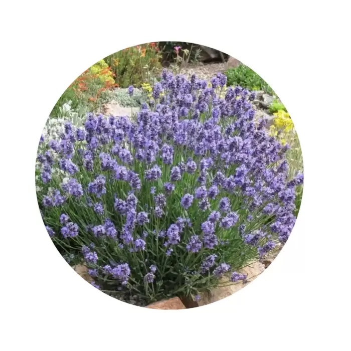 Лаванда вузьколиста "Дварф Блу" (Lavandula angustifolia 'Dwarf Blue') (синьо-фіолетові суцвіття, щільна карликова форма)