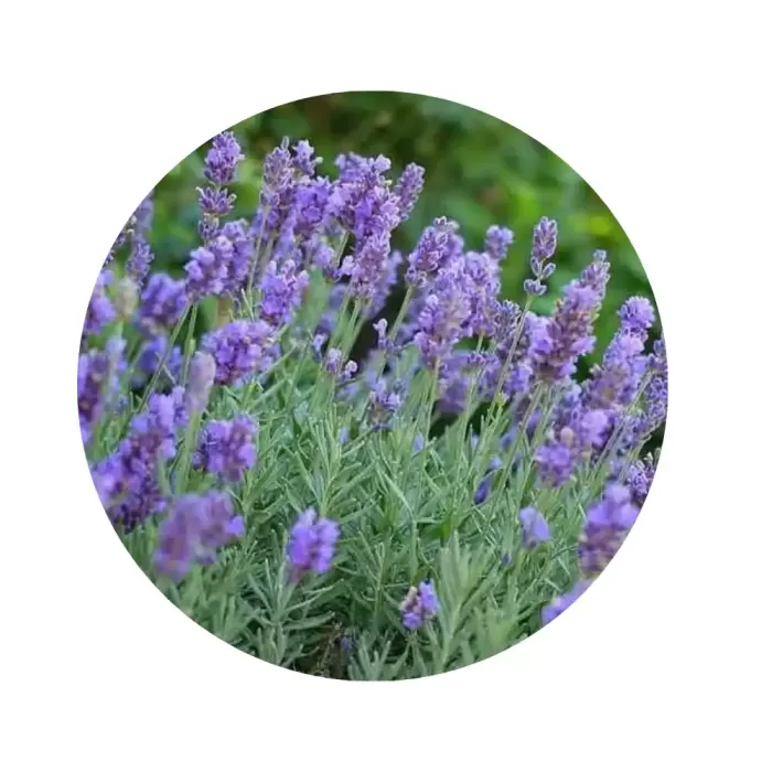 Лавандин "Феноменал" (Lavandula x intermedia 'Phenomenal') (висока морозо- та жаростійкість, великі фіолетові свічки)