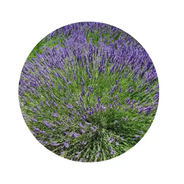 Лавандин "Гроссо" (Lavandula x intermedia 'Grosso') (рекордний вміст ефірних олій, гігантські темно-фіолетові суцвіття)