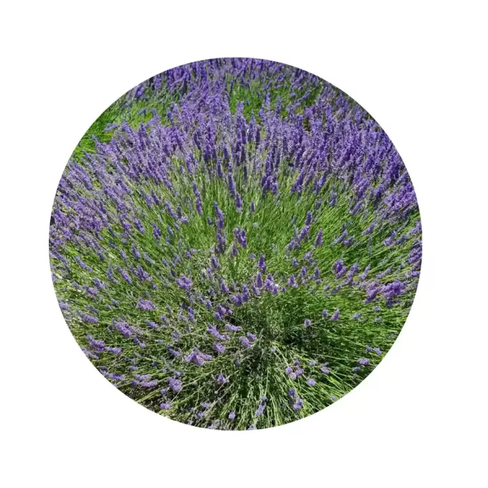 Лавандин "Гроссо" (Lavandula x intermedia 'Grosso') (рекордний вміст ефірних олій, гігантські темно-фіолетові суцвіття)