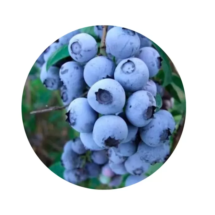 Лохина «Ханна Чойс» 