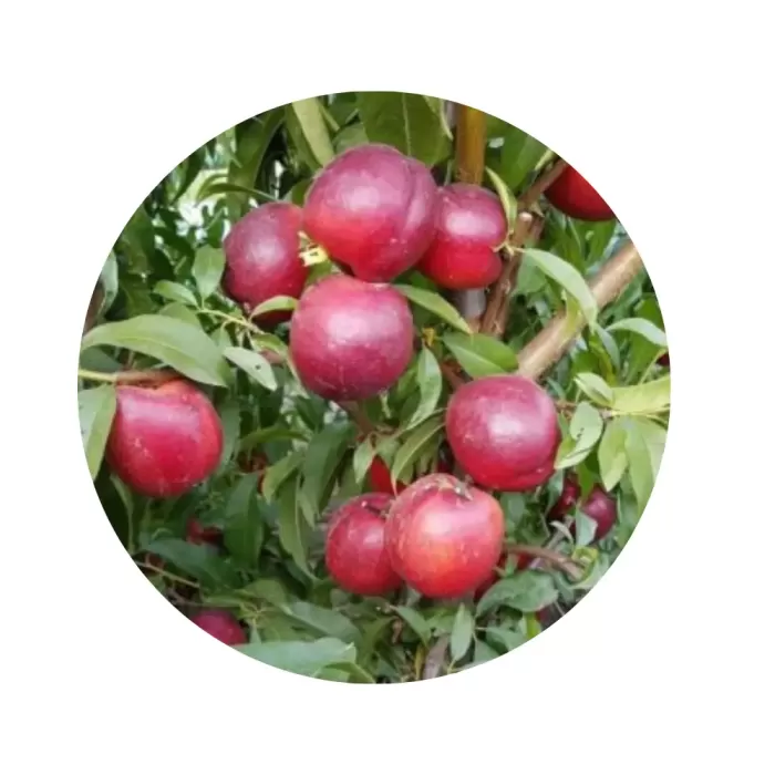 Нектарин "Калдезі 2000" (Caldesi 2000) (біло-кремова м’якоть, середньопізній сорт)