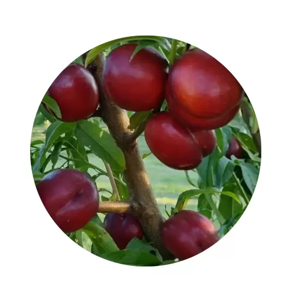 Нектарин "Екстрим Б'юті" (Extreme Beauty) (жовта м’якоть, надранній термін дозрівання)