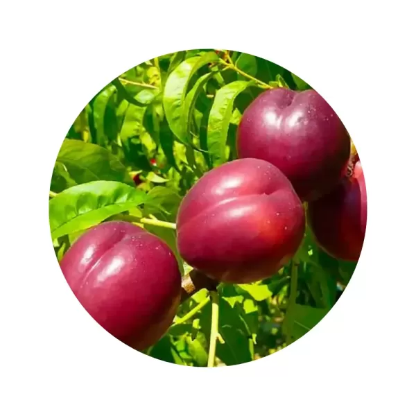 Нектарин "Бореал" (біла м’якоть, надранній термін дозрівання)