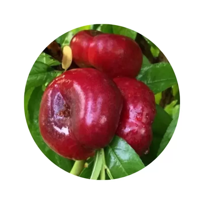 Нектарин "Донат" (Donut) (біла м’якоть, середній термін дозрівання)