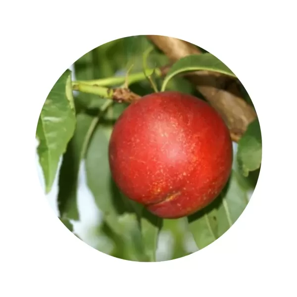 Нектарин "Ерлі Девіл" (жовта м’якоть, ранній термін дозрівання)