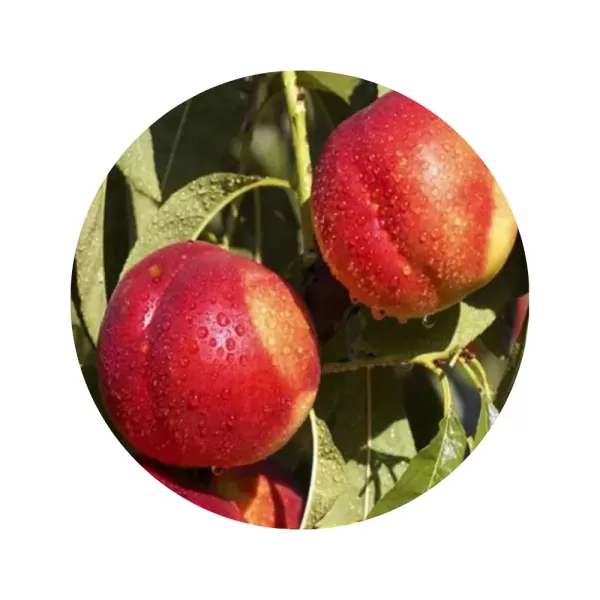 Нектарин "Фантазія" (Fantasia) (жовта м’якоть, середній термін дозрівання)