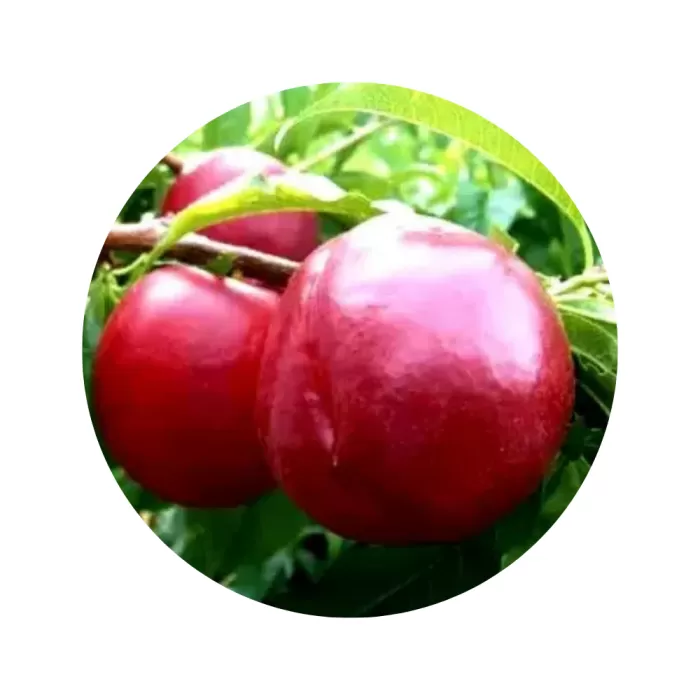 Нектарин "Харко" (Harko) (жовта м’якоть, середній термін дозрівання)