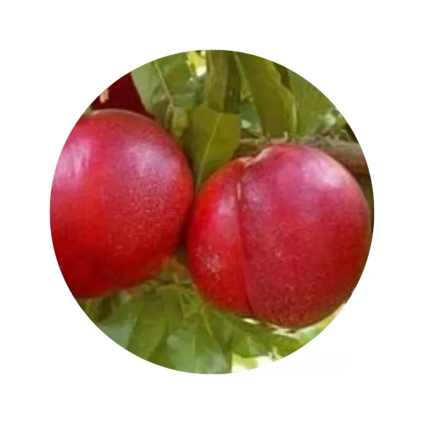 Нектарин "Хоні Хейвен" (Honey Haven) (жовта м’якоть, середній термін дозрівання)