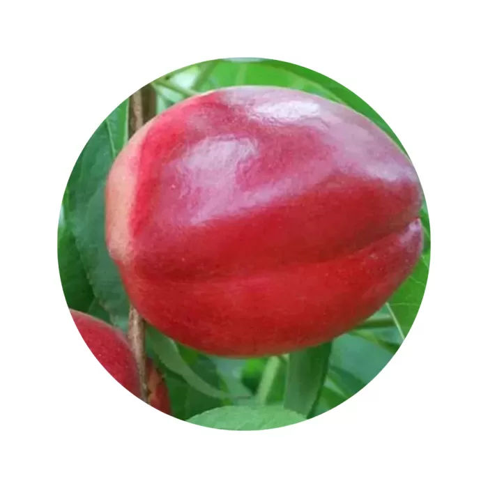 Нектарин "Калдезі" (Caldese) (кремово-біла м’якоть, середній термін дозрівання)