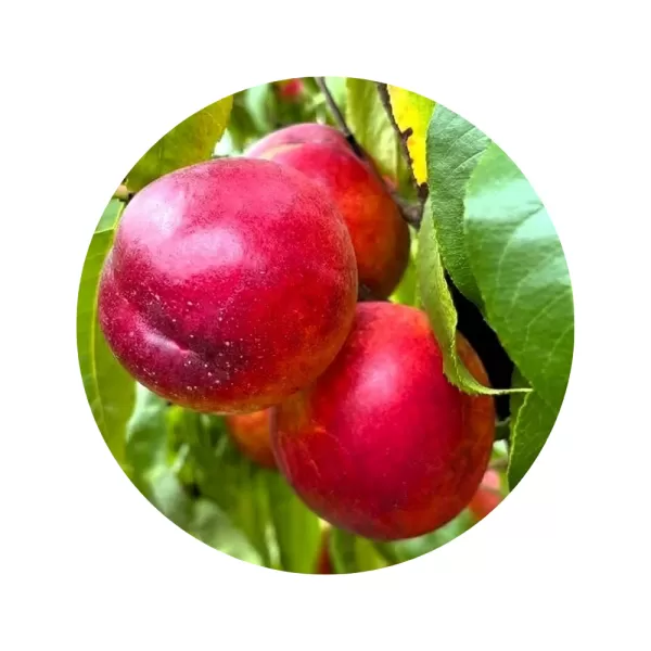 Нектарин "Нектаред 4" (Nectared 4) (жовта м’якоть, середній термін дозрівання)