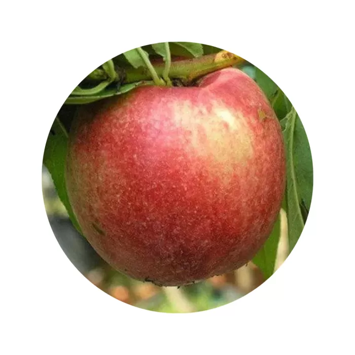 Нектарин "Ред Голд" (Red Gold) (жовта м’якоть, середній термін дозрівання)