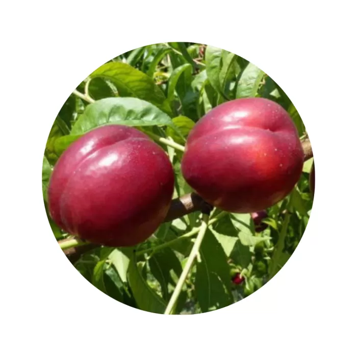 Нектарин "Старк Ред Голд" (Stark Red Gold) (жовта м’якоть, середній термін дозрівання)