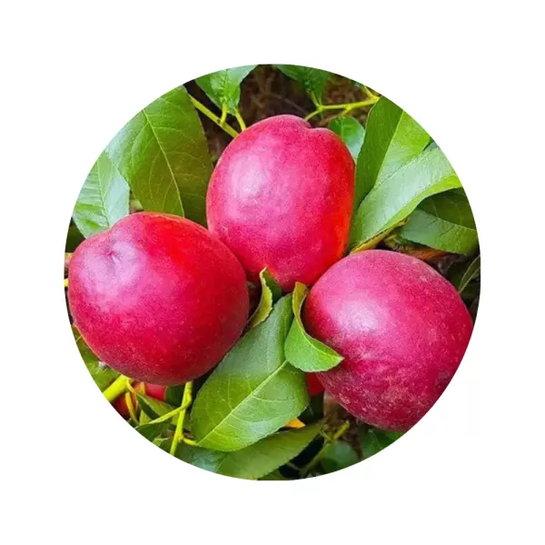 Нектарин "Супер Квін" (Super Queen) (жовта м’якоть, середній термін дозрівання)