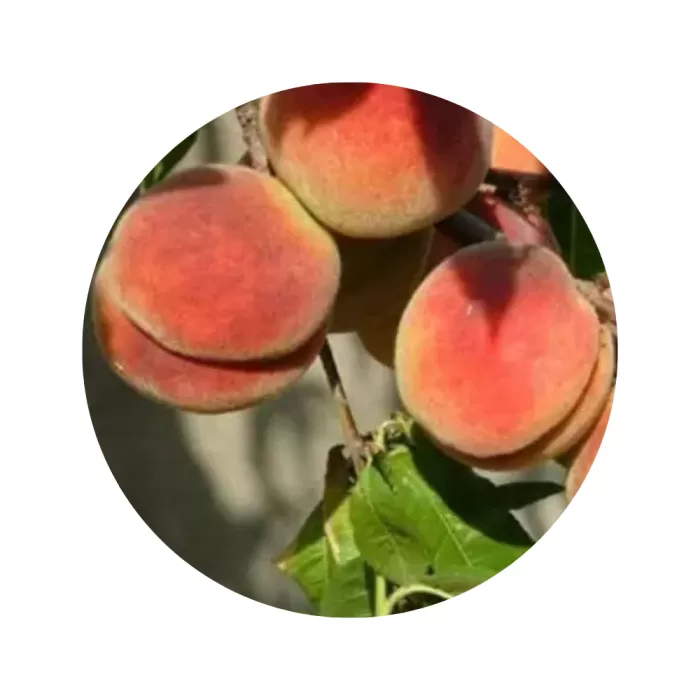 Персик "Джамінат" (Jaminat) (жовта м’якоть, середній термін дозрівання)