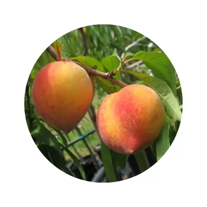 Персик "Елберта" (Elberta) (жовта м’якоть, пізній термін дозрівання)