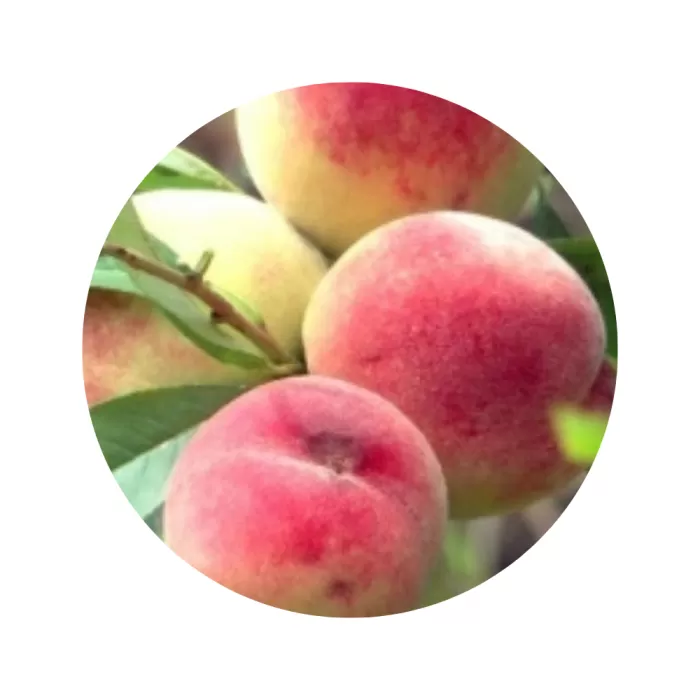 Персик "Фаворит Мореттіні" (Favorita Morettini) (жовта м’якоть, ранній термін дозрівання)