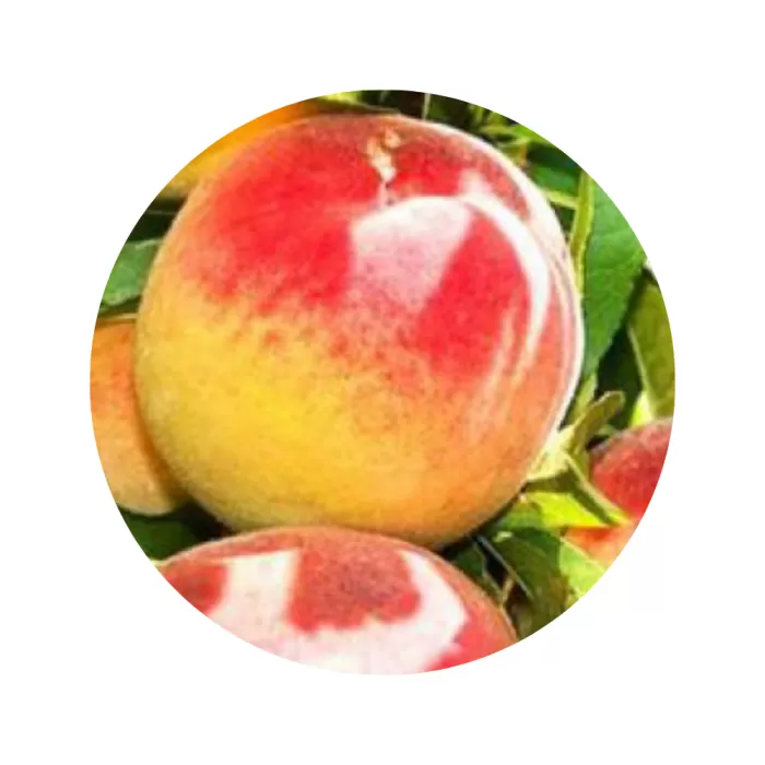 Персик "Грінсборо" (Greensboro) (біла м’якоть, ранній термін дозрівання)