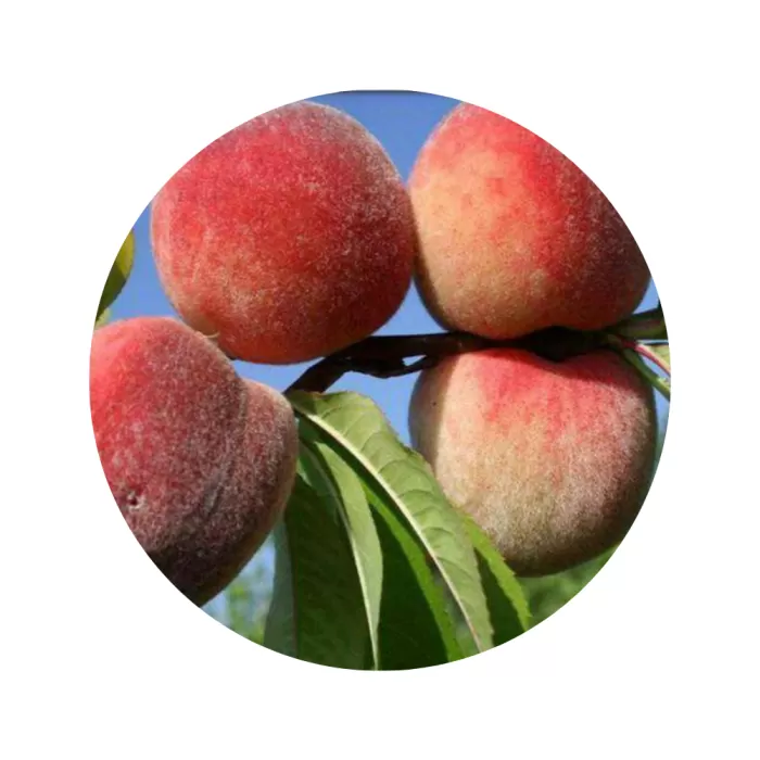 Персик "Київський ранній" (біла м’якоть, ранній термін дозрівання)