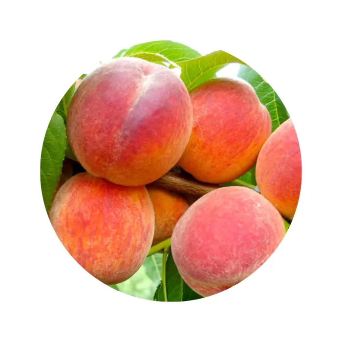 Персик "Коллінз" (Collins) (жовта м’якоть, ранній термін дозрівання)