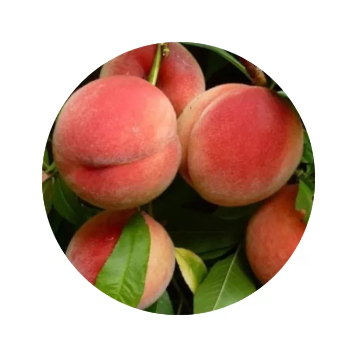 Персик "Ветеран" (Veteran) (жовта м’якоть, середній термін дозрівання)