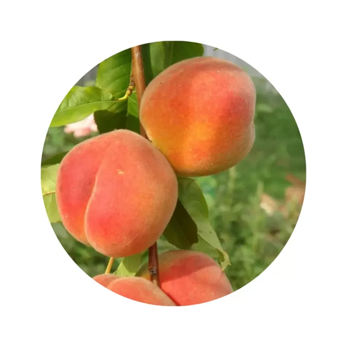 Персик "Золотий ювілей" (Golden Jubilee) (жовта м’якоть, середній термін дозрівання)