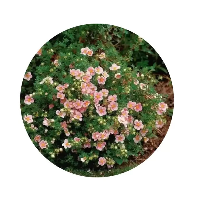 Перстач чагарниковий «Pink Beauty»