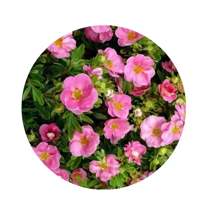 Перстач чагарниковий «Pink Paradise»