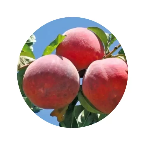 Персик "Флемінг Ф’юрі 24-007" (жовто-помаранчева м’якоть, пізній термін дозрівання)