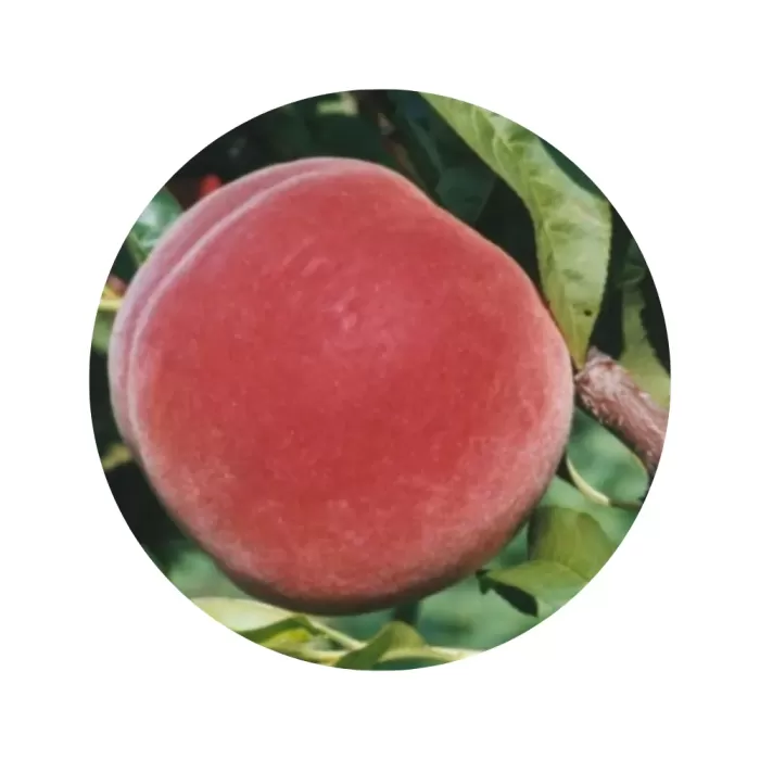 Персик "Оллстар" (жовта м’якоть, середній термін дозрівання)