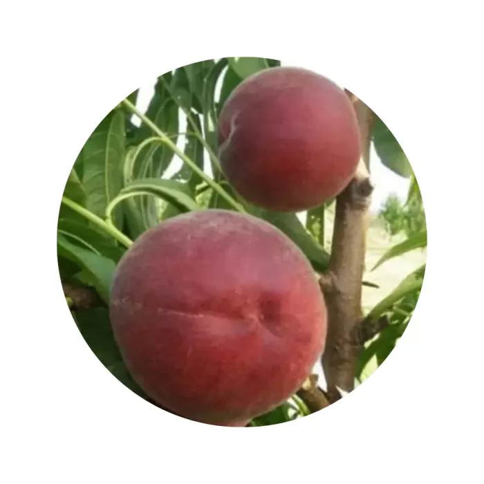 Персик "Роял Маджестік" (жовтувато-оранжева м’якоть, середній термін дозрівання)