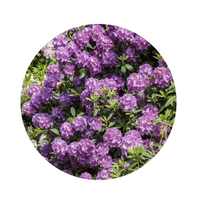 Рододендрон "Альфред" (Rhododendron 'Alfred') (ніжно-бузкові гофровані квіти з жовтувато-зеленою плямою, міцний кущ)
