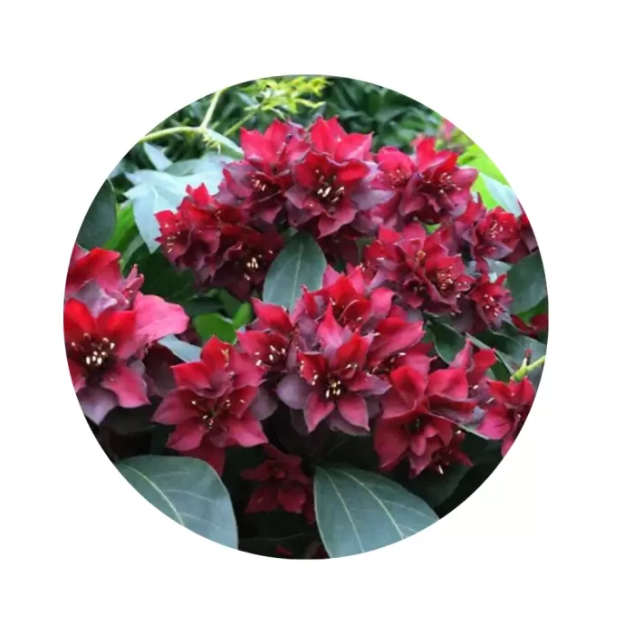 Рододендрон "Калі" (Rhododendron 'Kali') (темно-бордово-пурпурові квіти, майже чорні бутони, ефектний сорт)