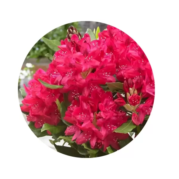 Рододендрон "Нова Зембла" (Rhododendron 'Nova Zembla') (яскраво-рубіново-червоні квіти, винятково морозостійкий сорт)